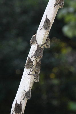 Long-nosed Bats (Ecuador)