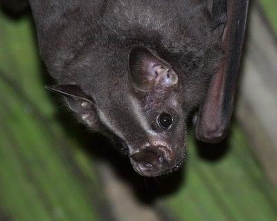 Large fruit-eating bat species (Ecuador)