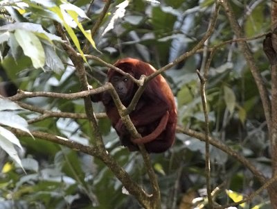 Red Howler Monkey (Ecuador)