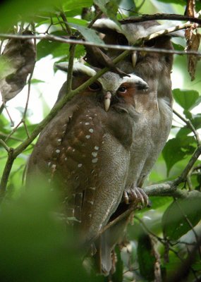 Crested Owls