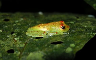 Polkadot Treefrog, Hyla punctata (Ecuador)