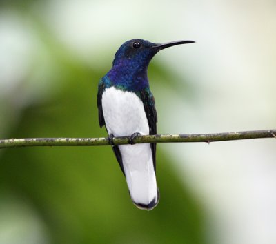 White-necked Jacobin