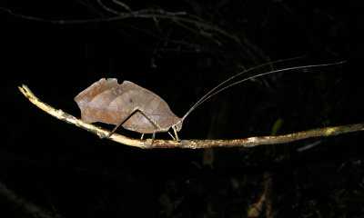 Leaf-mimic Katydid (Ecuador)