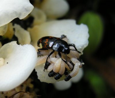 Mystery Beetle and Larvae (Ecuador)