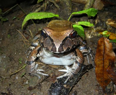 South American Bullfrog (Ecuador)
