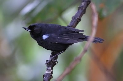 Glossy Flowerpiercer