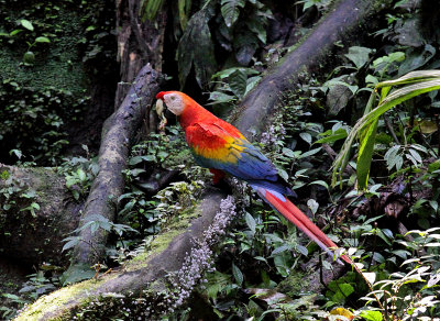 Scarlet Macaw