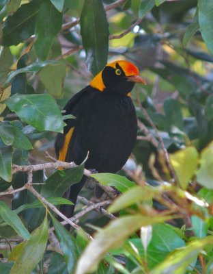 Regent Bowerbird