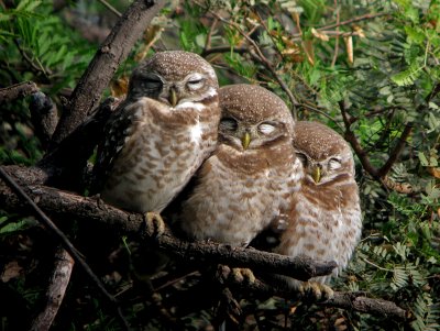 Spotted Owlets