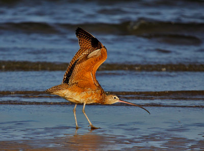 Long-billed Curlew