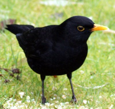 Blackbird take 2