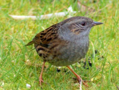 Dunnock