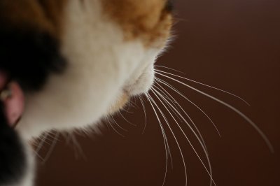 Whiskers