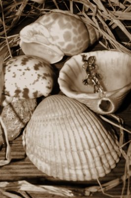 shells.jpg