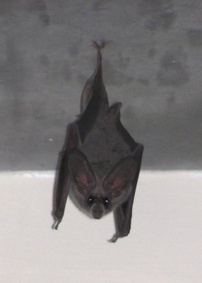 Western Big Eared Bat