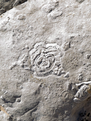 2 Lichen186.jpg