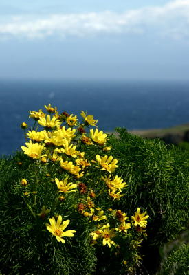 Anacapa island