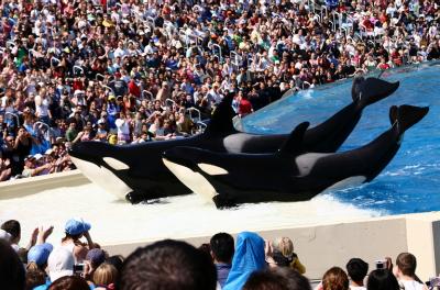 shamu