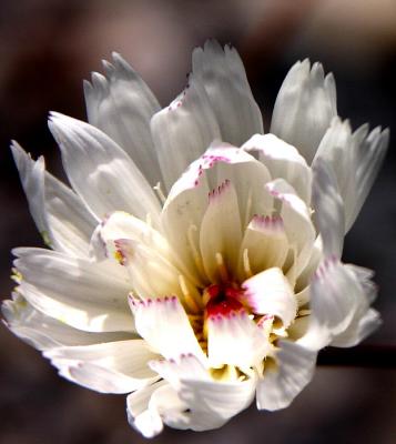 wild flowers