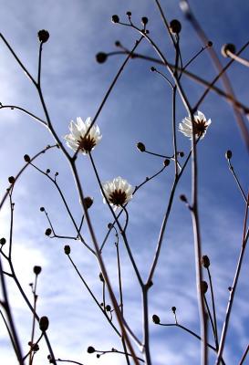 wild flowers