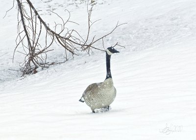 one cold duck