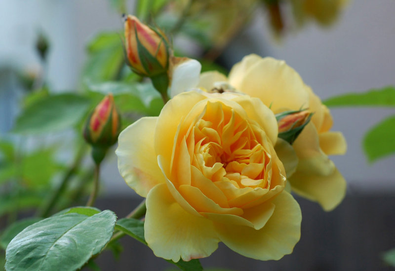 rose