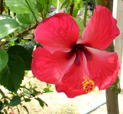 beach flora