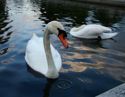 Swans in Hyde Park