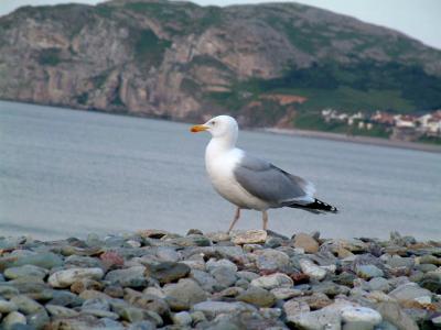 wales1-080br.jpg