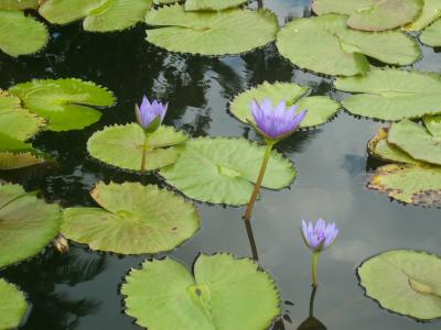 lotus.jpg