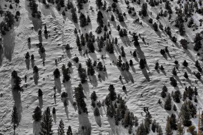 Bishop Creek Snow