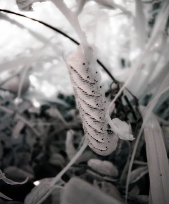 Hornworm!