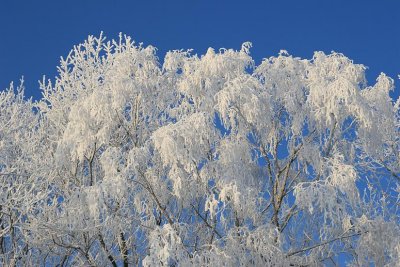 liereman-2009-01-09_060.jpg