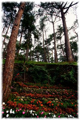 Baguio, the City of Pines