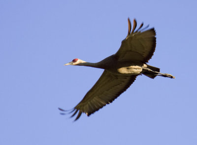 cranes