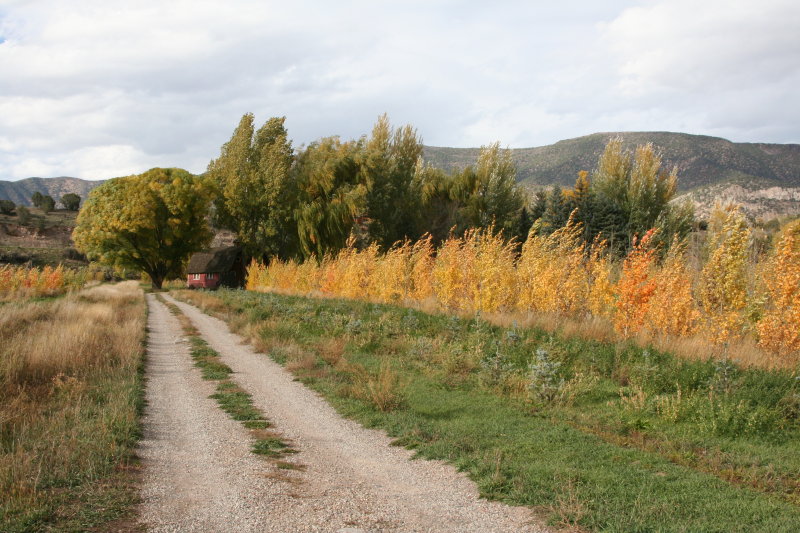 Tree farm, New Castle CO