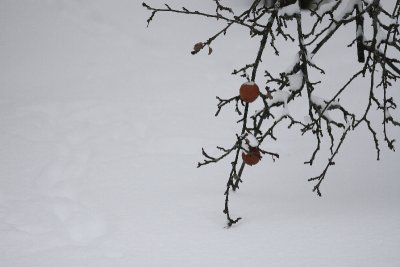 Jan 30