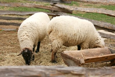 Mount Vernon Sheep