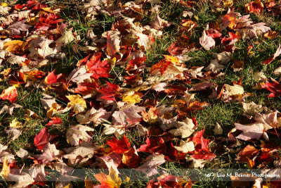 Autumn Carpet