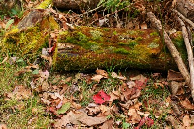 Mossy