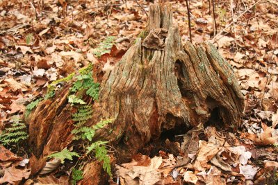 Fairy Stump