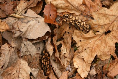Seed Pods