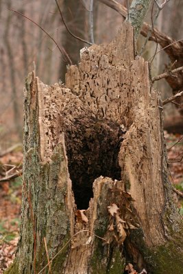 Stump