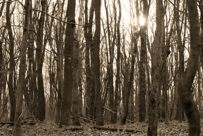 Laurel Highlands Trail - Nov. 2009