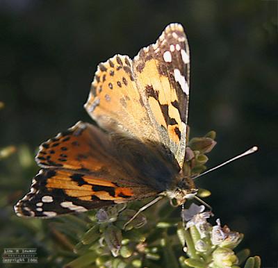 Painted Lady 2