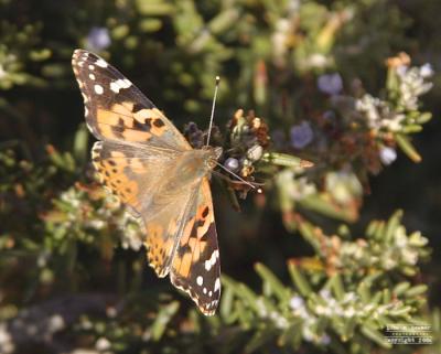 Painted Lady 1