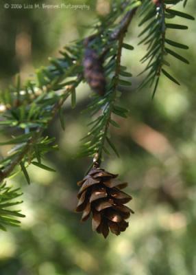 Tiny Pinecone