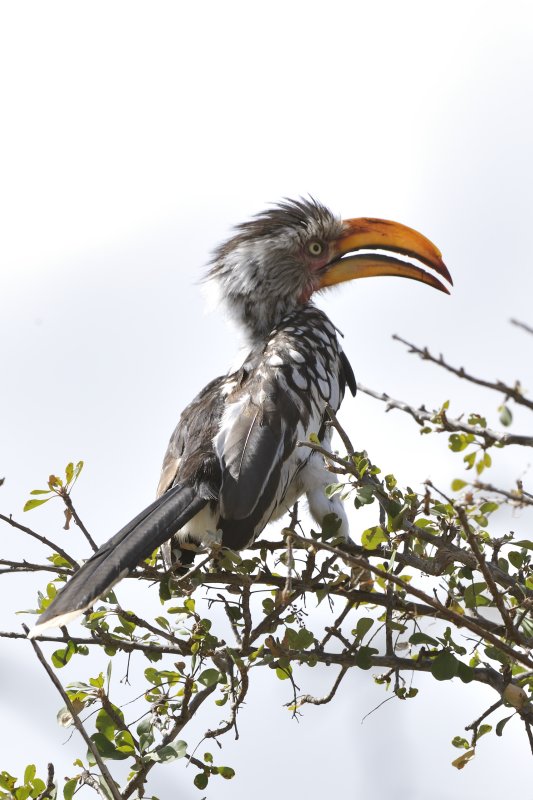 Old Hornbill