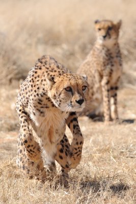 CheetahLeap1.jpg