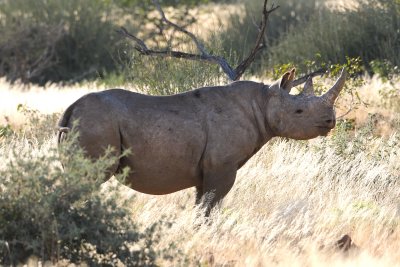 Stalking Black Rhino On Foot.jpg